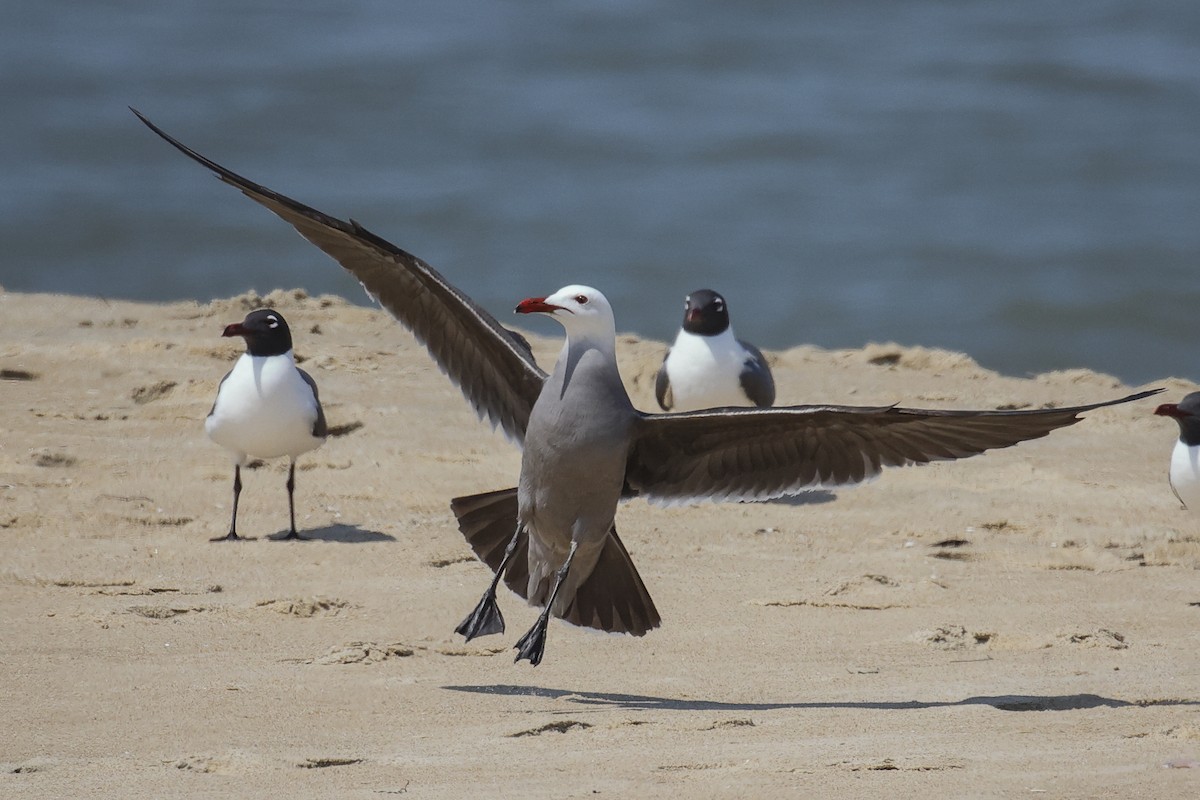 Heermann's Gull - ML451306621