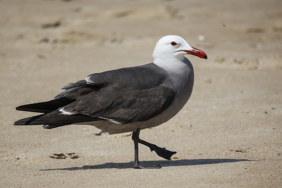 Heermann's Gull - ML451306751