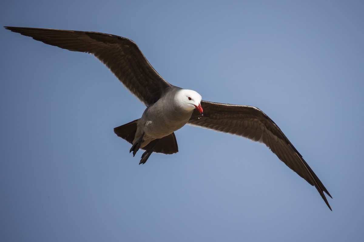 Heermann's Gull - ML451306761