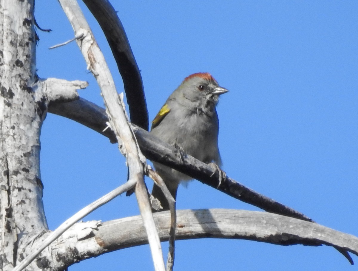 Green-tailed Towhee - ML451306881