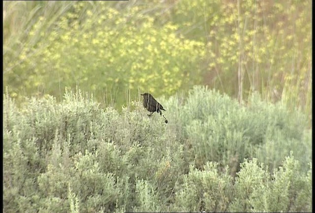 blackbird sp. - ML451307