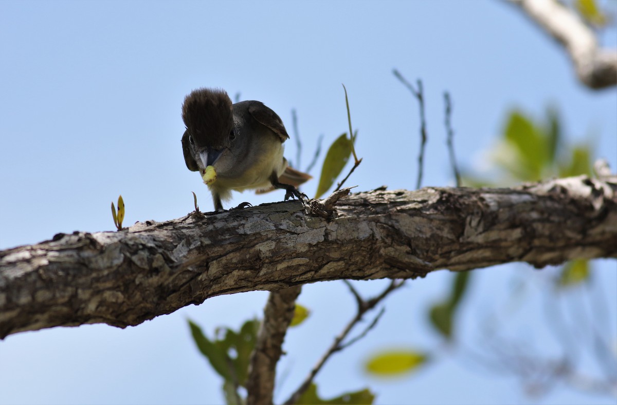 Great Crested Flycatcher - ML451307441