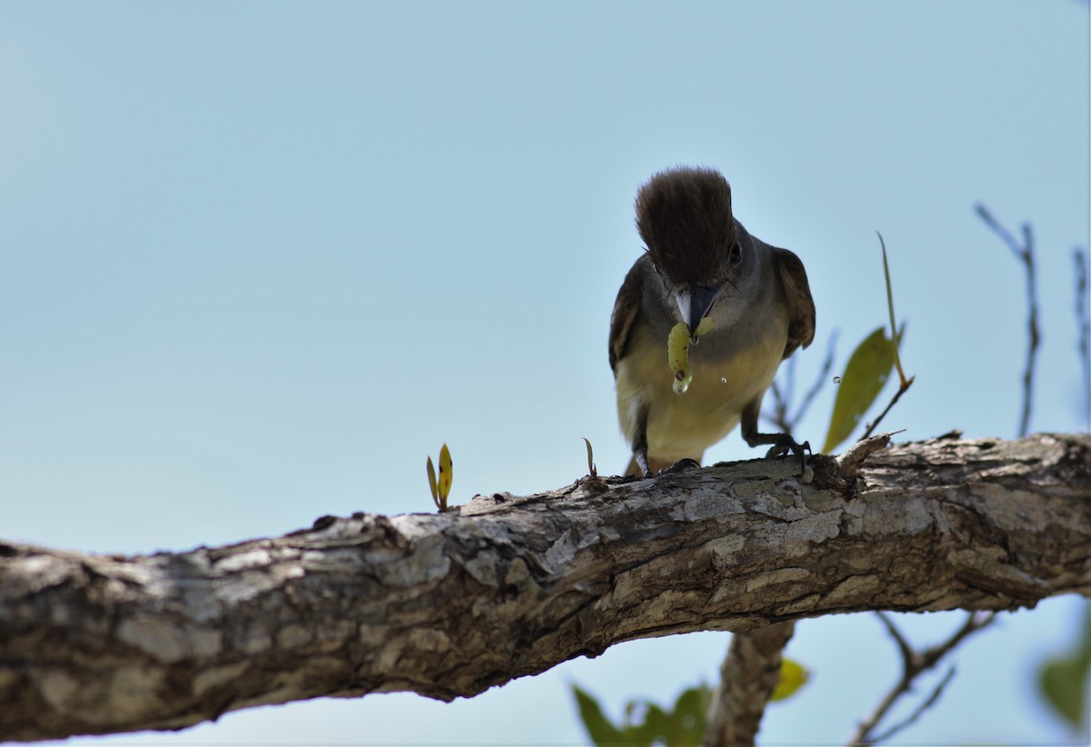 Great Crested Flycatcher - ML451307531