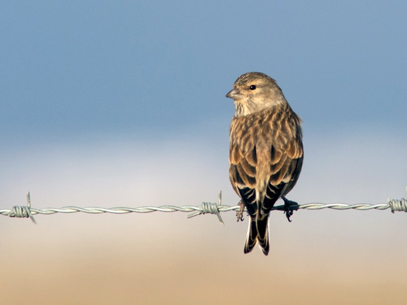 Female/immature male