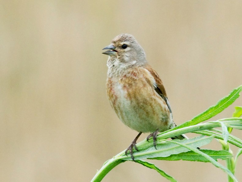 Immature male