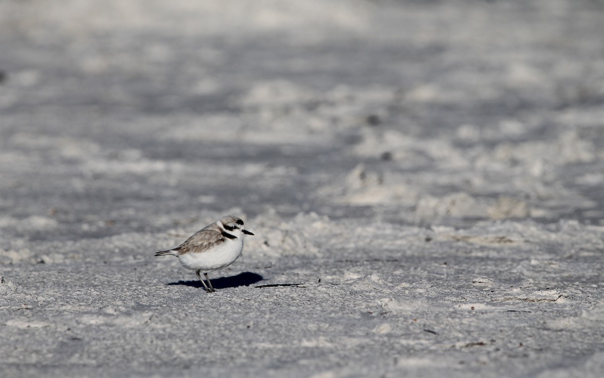 Snowy Plover - Greg Lawrence
