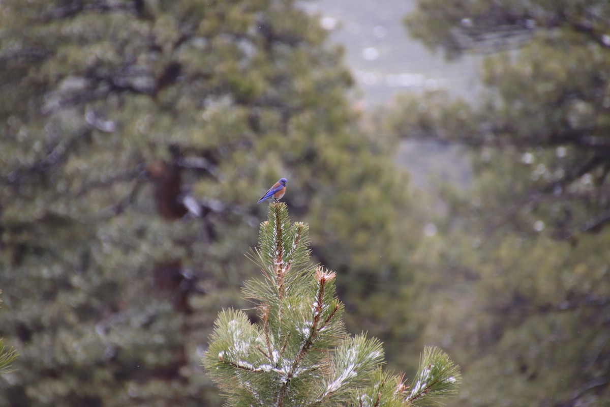 Western Bluebird - Jan Leonard