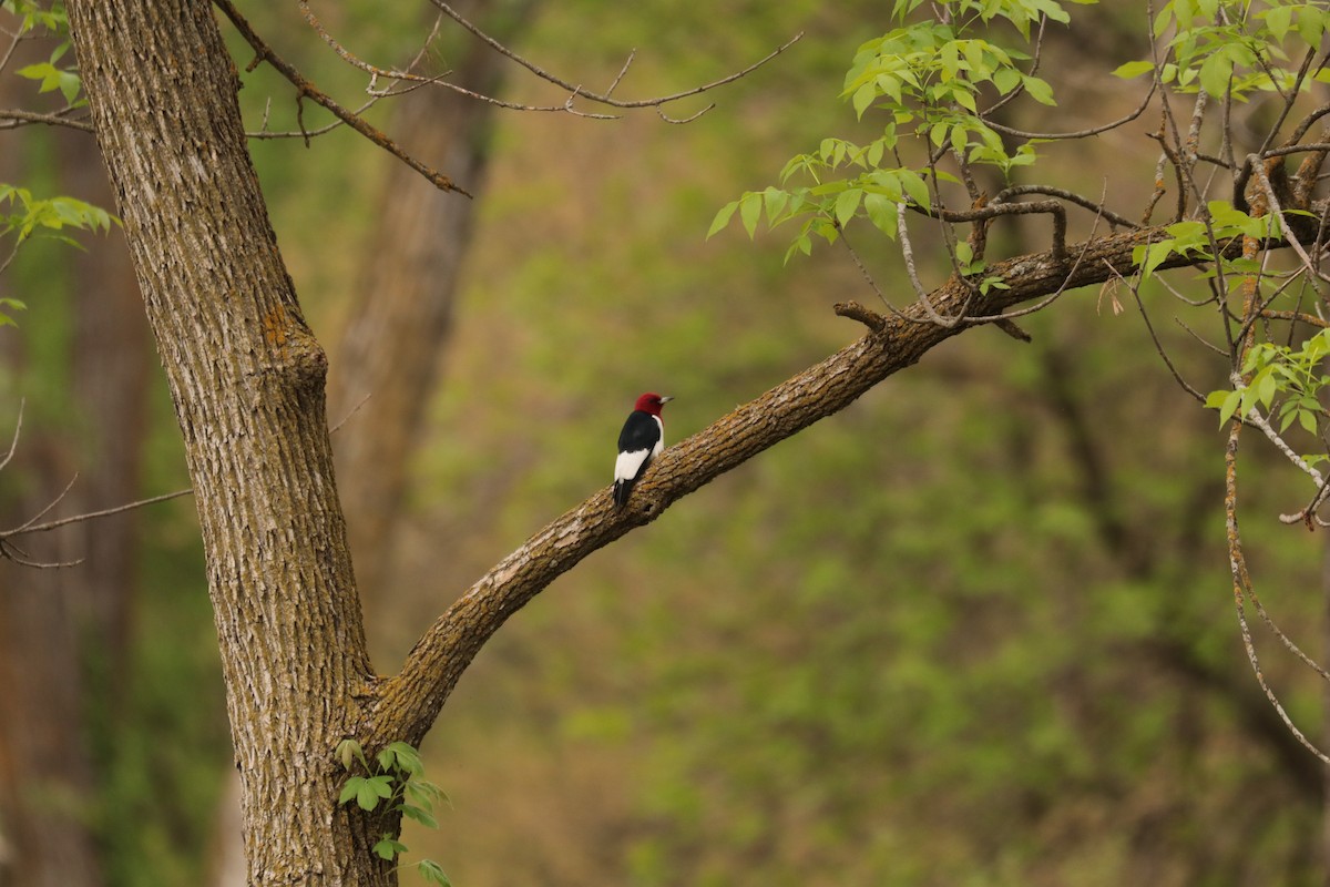 Red-headed Woodpecker - ML451310741