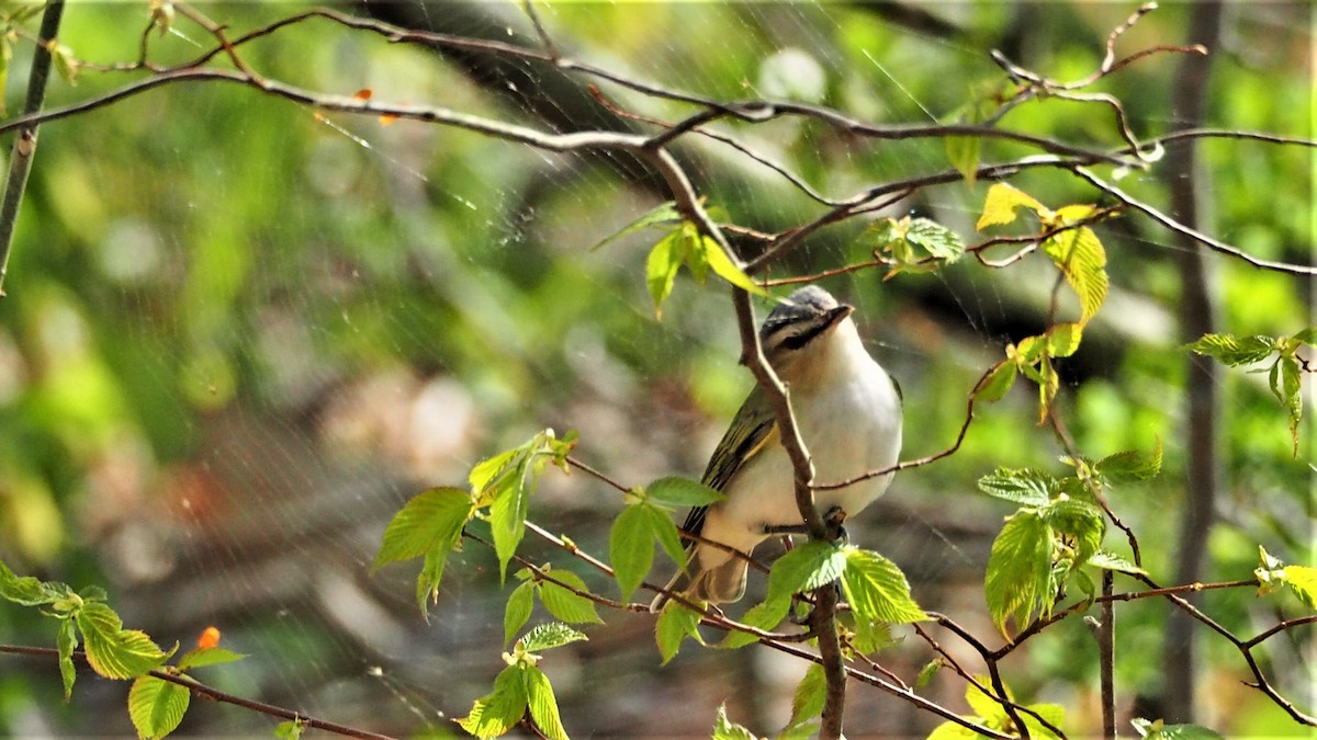 Red-eyed Vireo - ML451311751