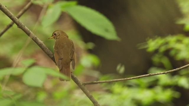 ヒスパニオラチャツグミ - ML451312271