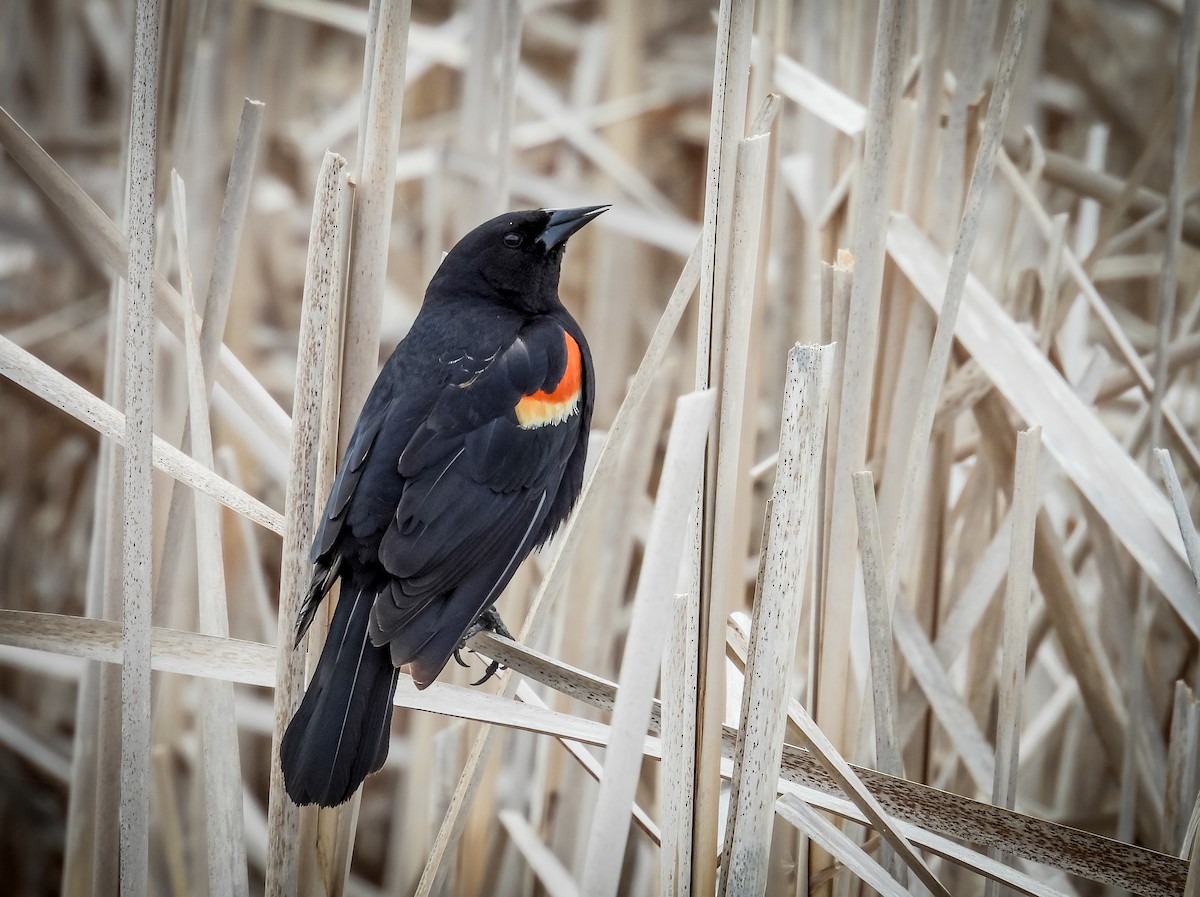 Red-winged Blackbird - ML451312821