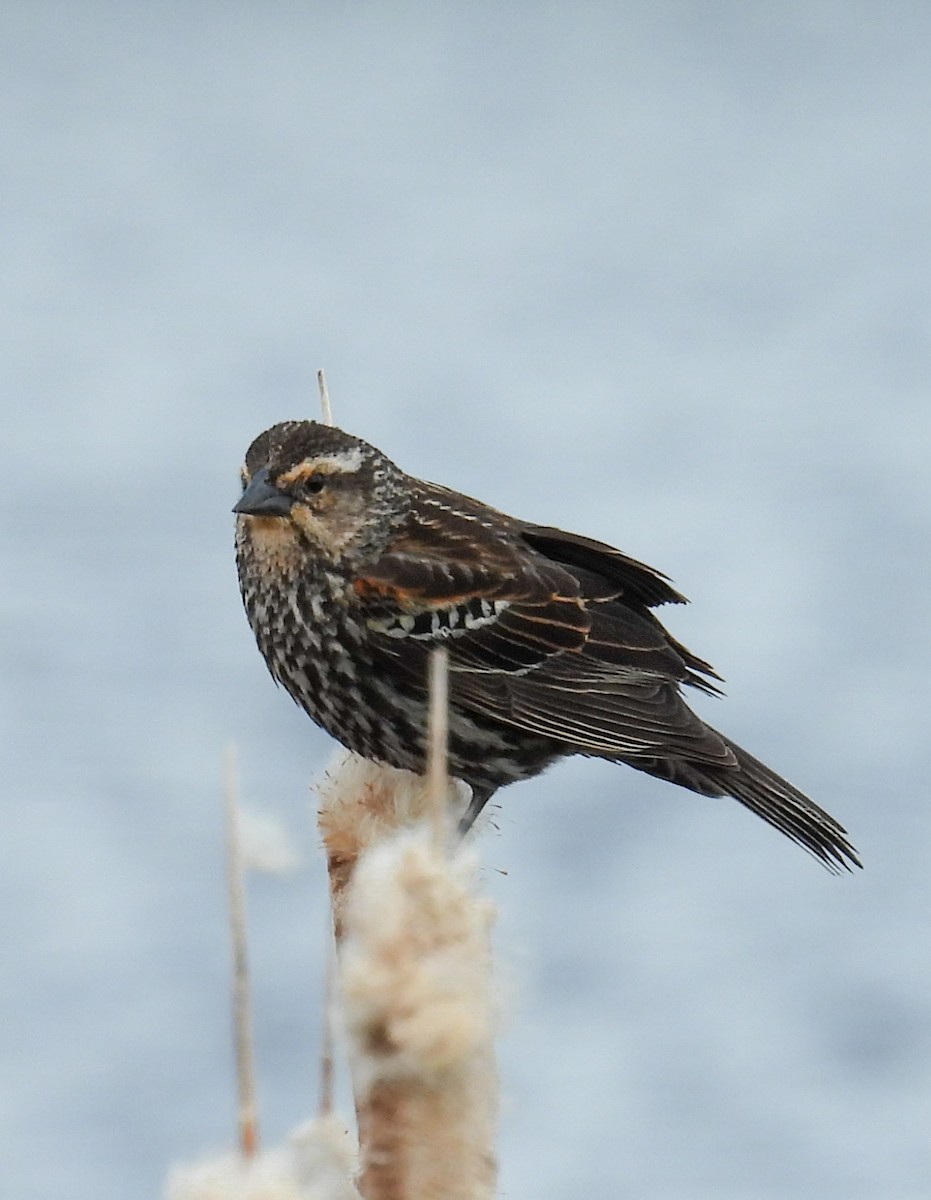 Red-winged Blackbird - ML451313091
