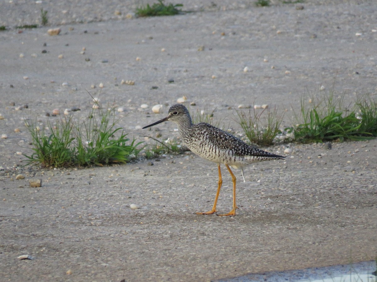 Greater Yellowlegs - ML451313761