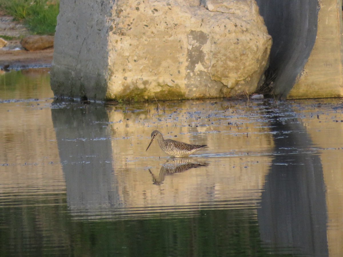 Greater Yellowlegs - ML451313881