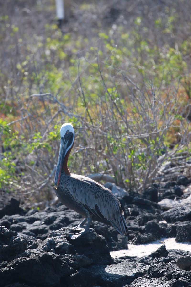 Brown Pelican - Bruce Pasfield