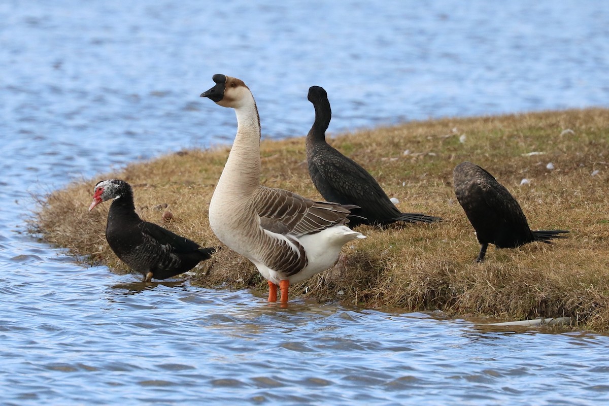 Domestic goose sp. (Domestic type) - ML45131471