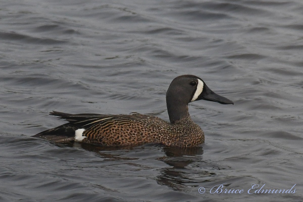 Blue-winged Teal - ML451315091