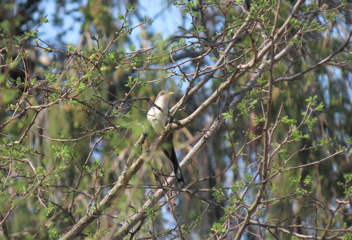 Yellow-billed Cuckoo - ML451315111