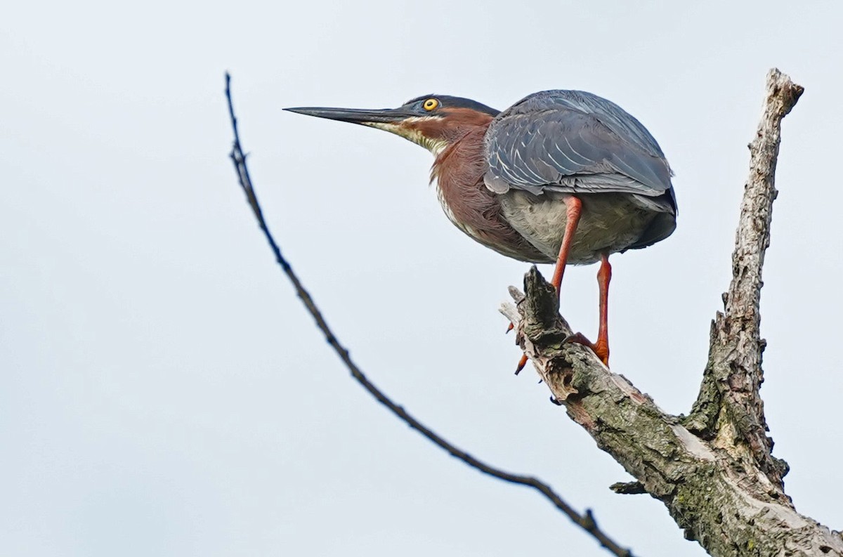 Green Heron - ML451315161