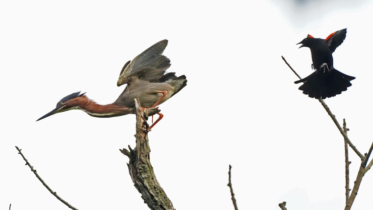 Green Heron - ML451315181