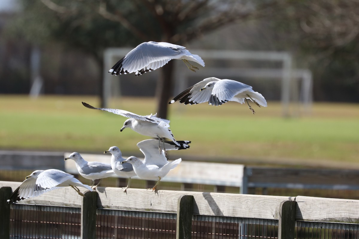 Ring-billed Gull - ML45131531