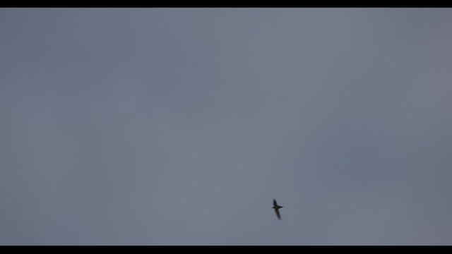 skorsteinsseiler - ML451315691
