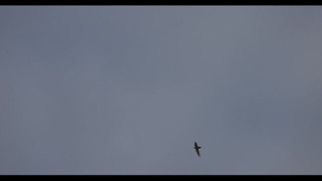 Chimney Swift - ML451315691