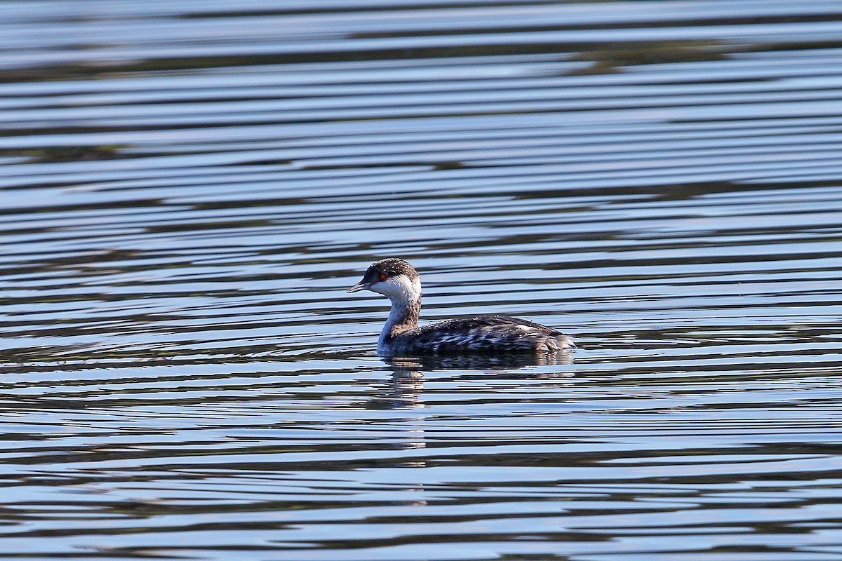 Horned Grebe - ML45131591