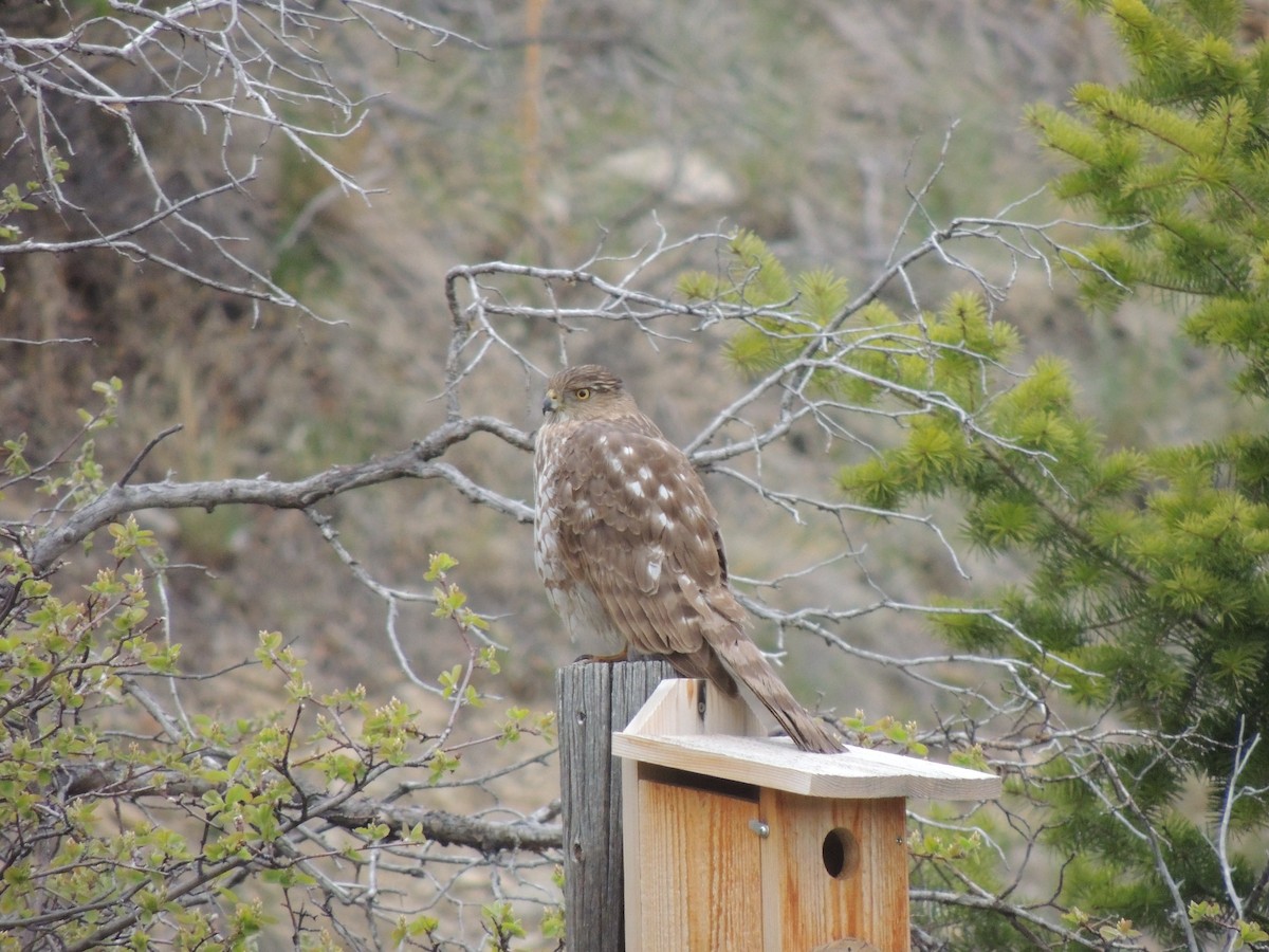 Sharp-shinned Hawk - ML451316071