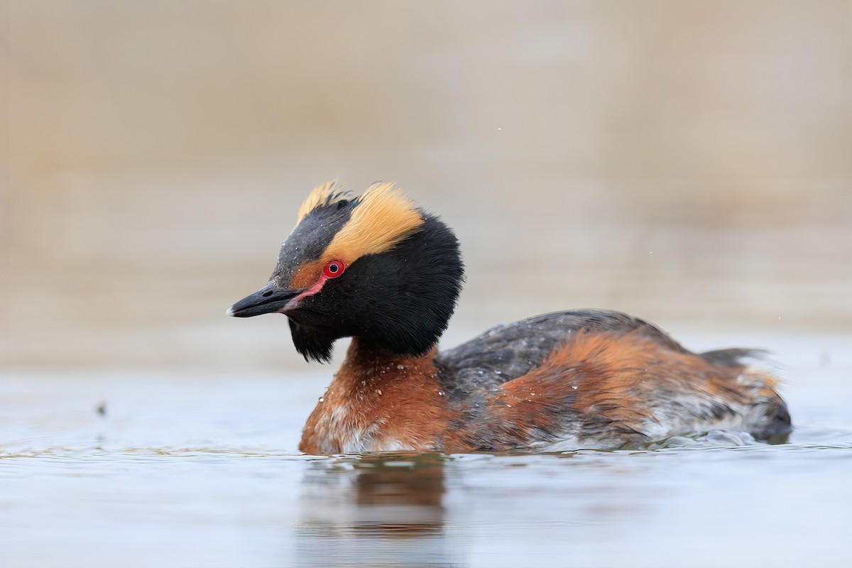 Horned Grebe - ML451316711