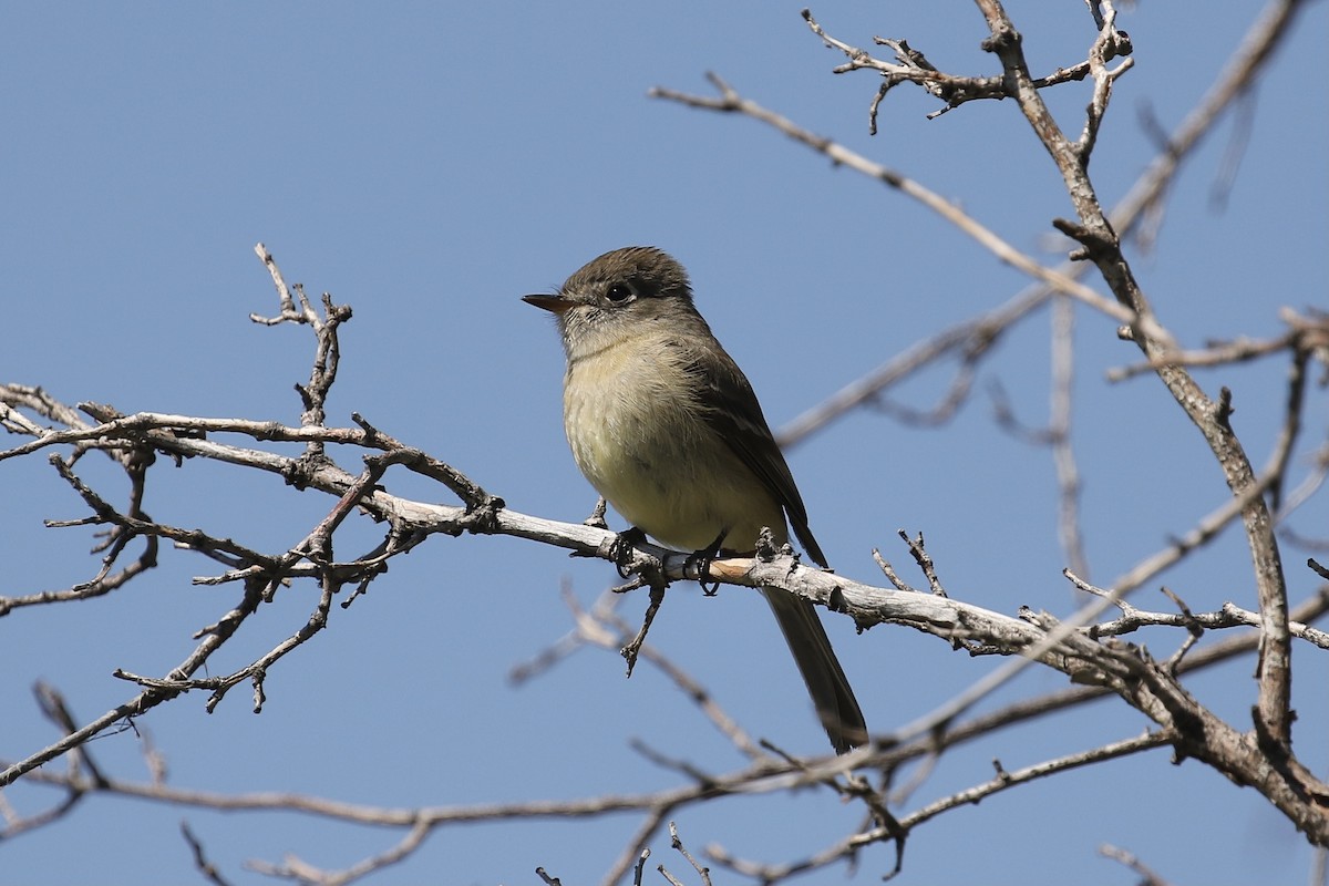 Dusky Flycatcher - ML451316971