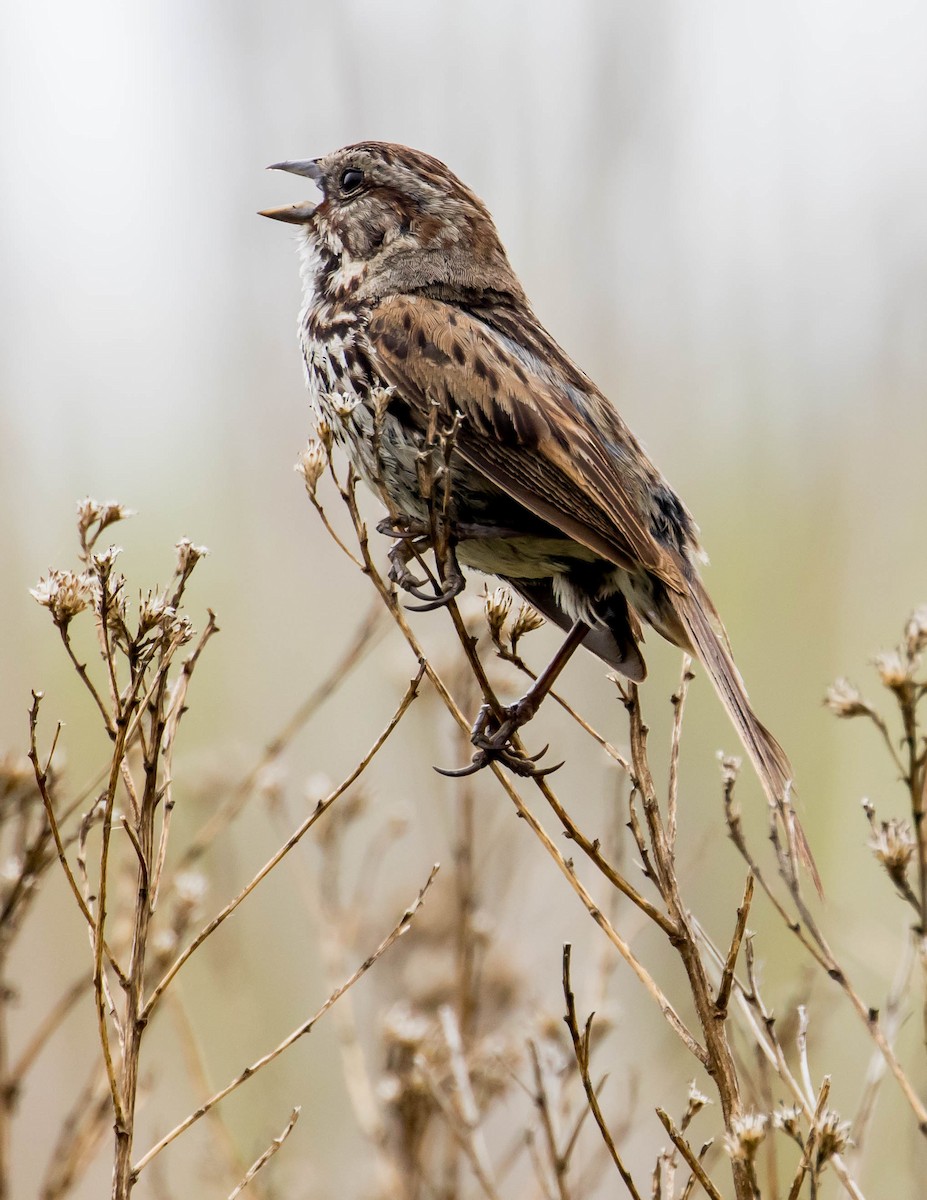 Song Sparrow - ML451317171