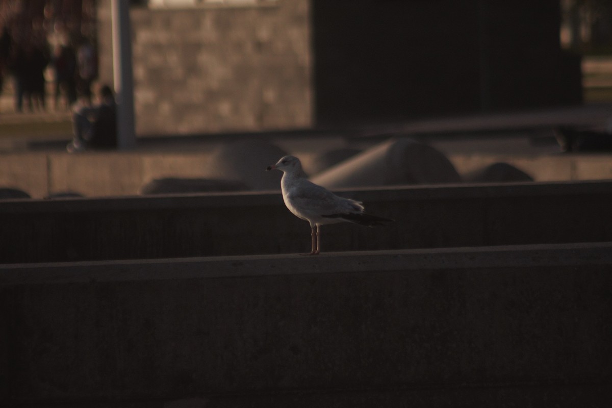 Ring-billed Gull - ML45131771