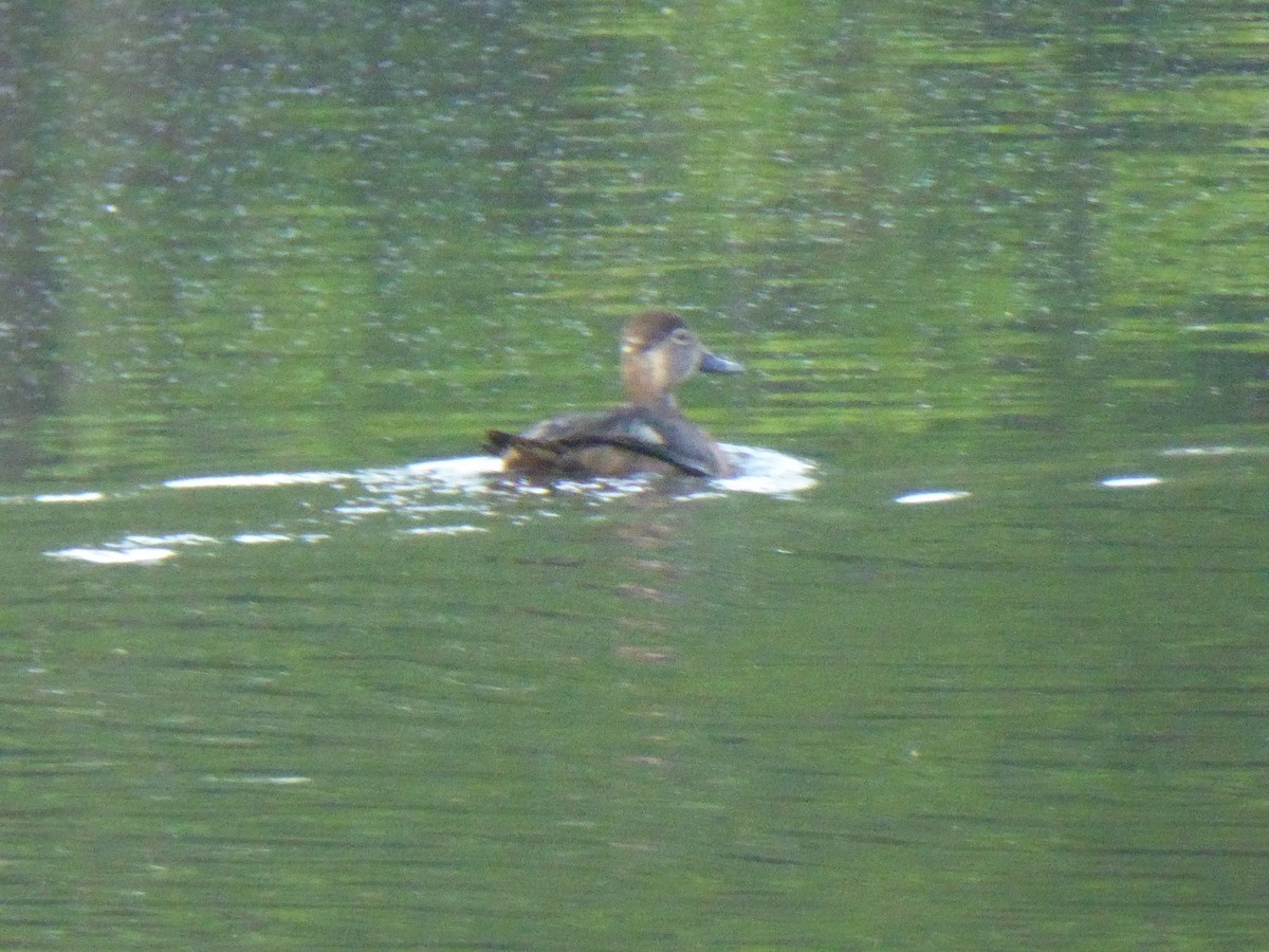 Ring-necked Duck - ML451317991