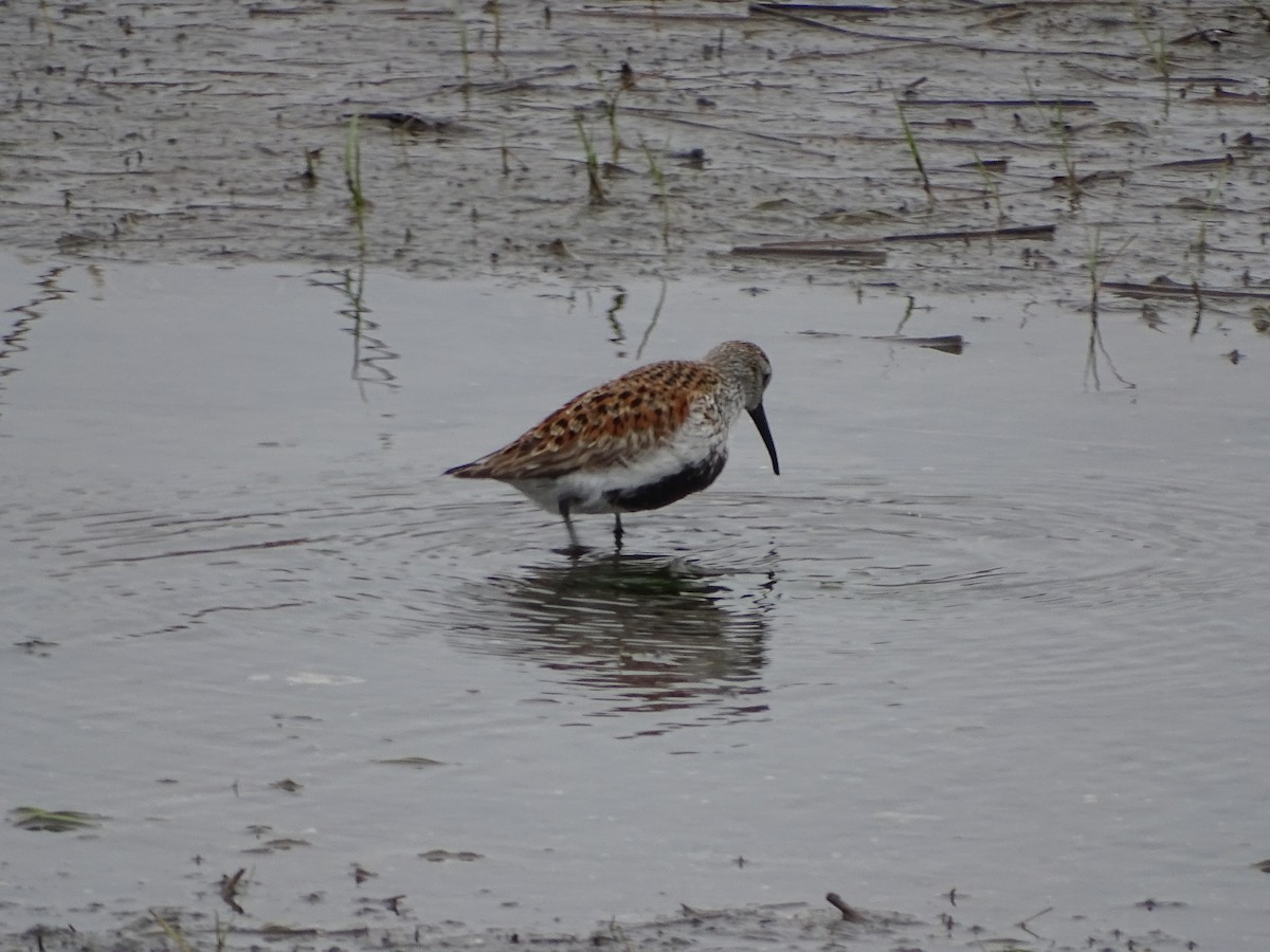 Bécasseau variable - ML451318291