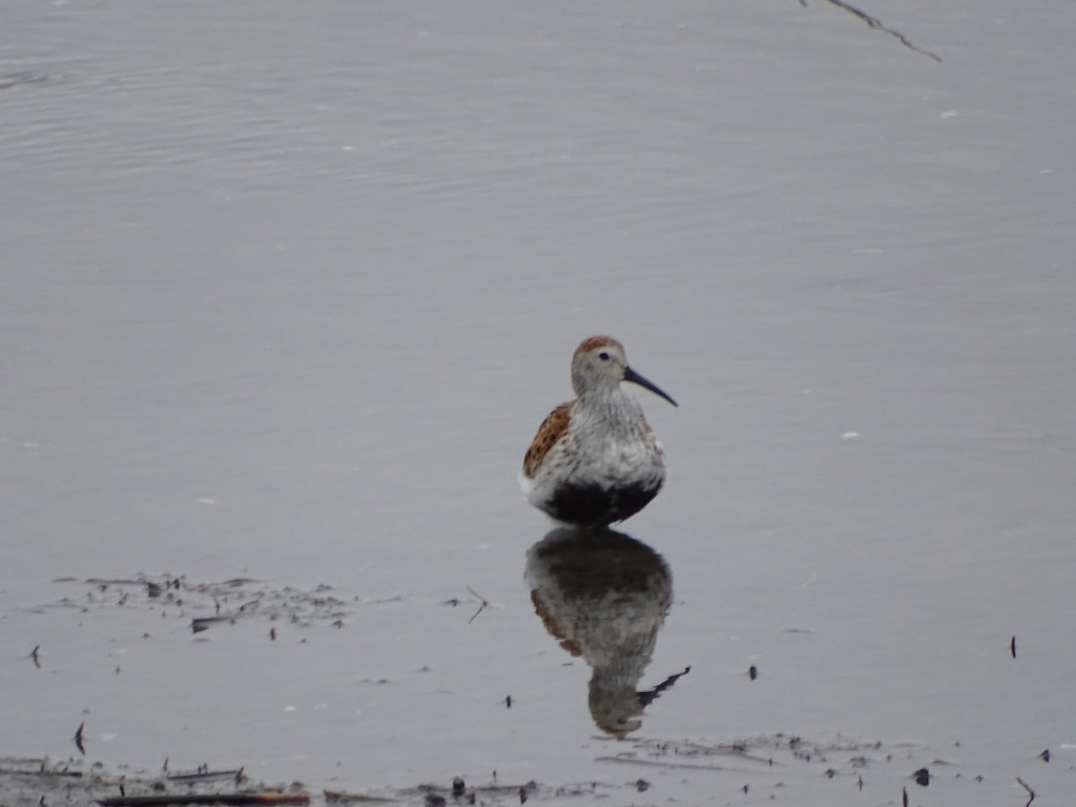 Bécasseau variable - ML451318311