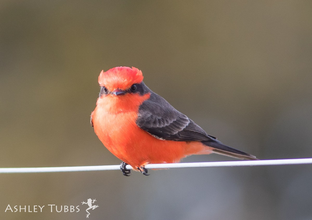 Vermilion Flycatcher - Ashley Wahlberg (Tubbs)