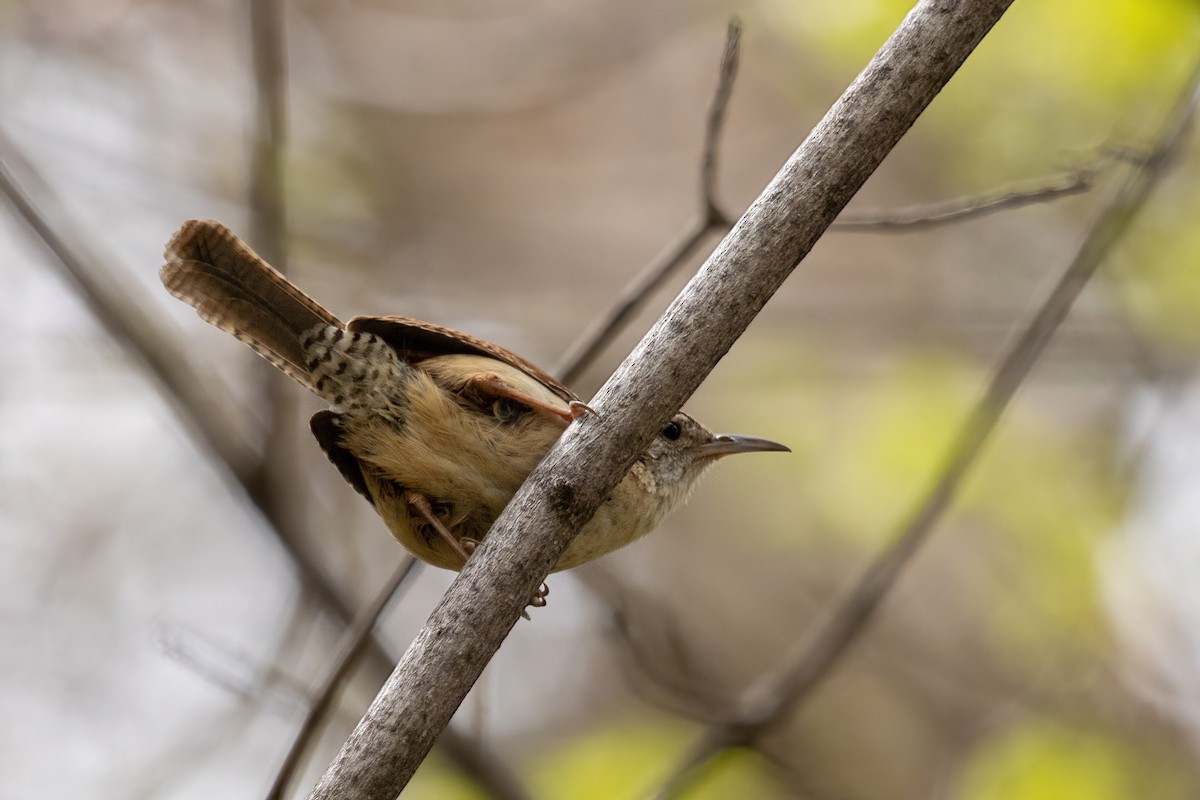 Carolina Wren - ML451320631