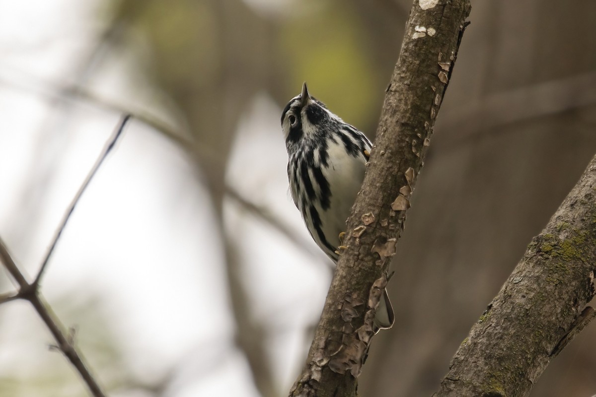 Black-and-white Warbler - ML451320671