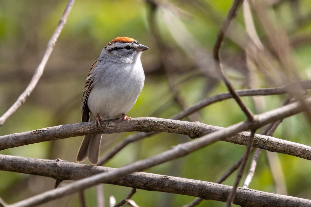 Chipping Sparrow - ML451321281