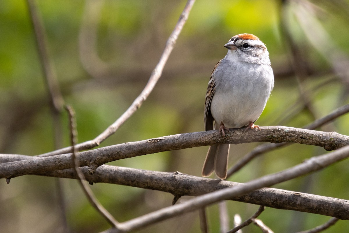 Chipping Sparrow - ML451321291