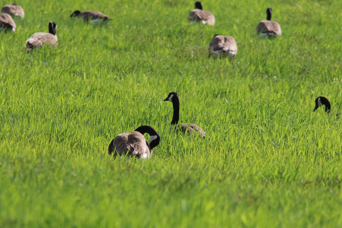 Branta kanadar handia - ML451321721