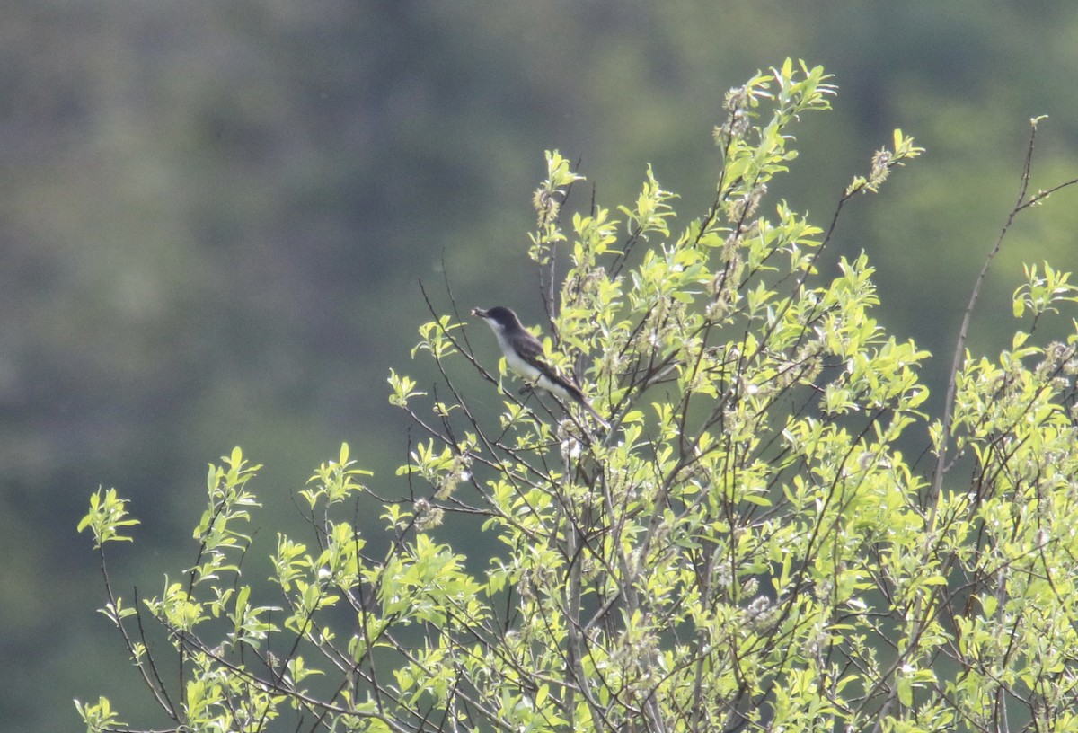 Eastern Kingbird - ML451321801