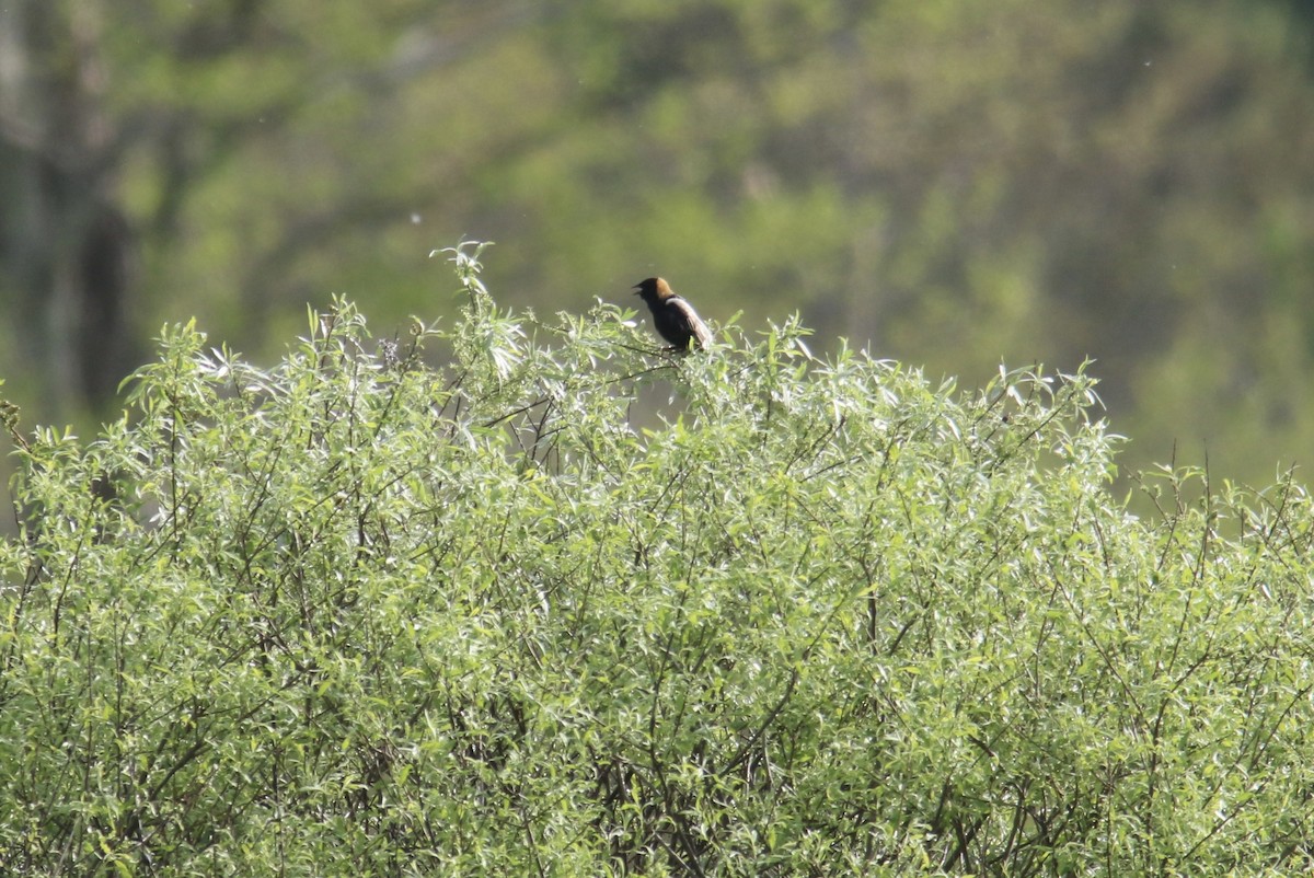 bobolink americký - ML451321991