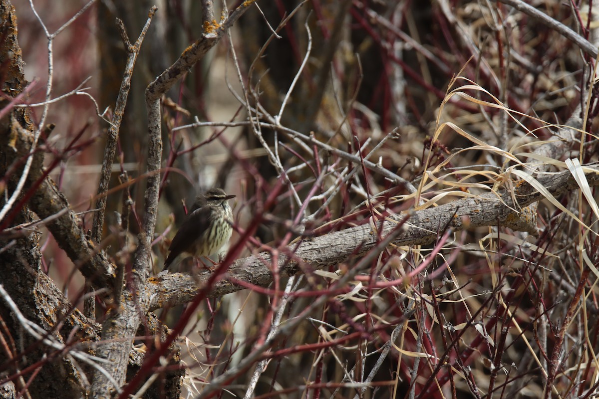 Northern Waterthrush - ML451322041