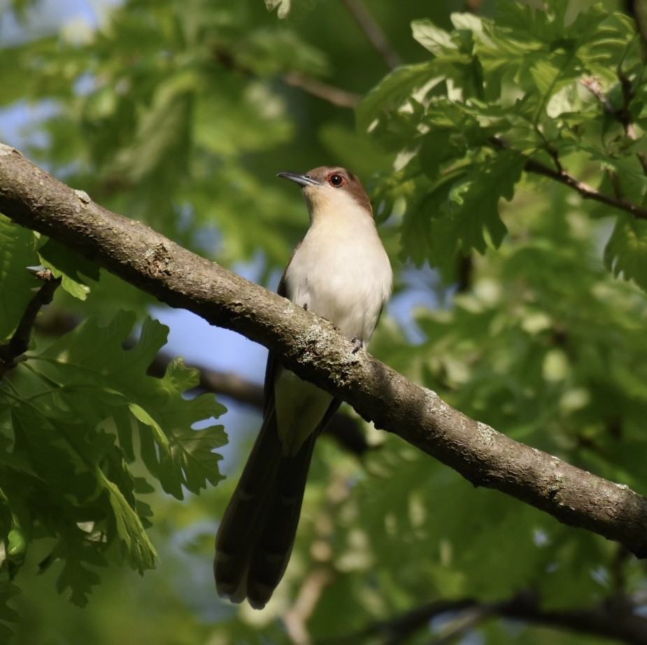 Black-billed Cuckoo - Jay Powell