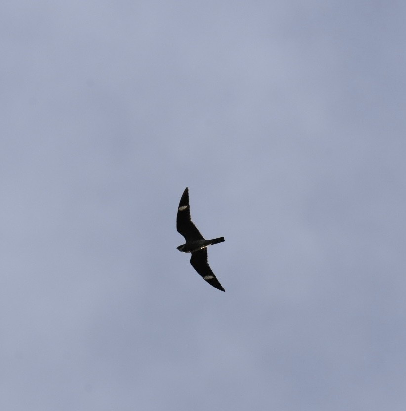 Common Nighthawk - ML451324411