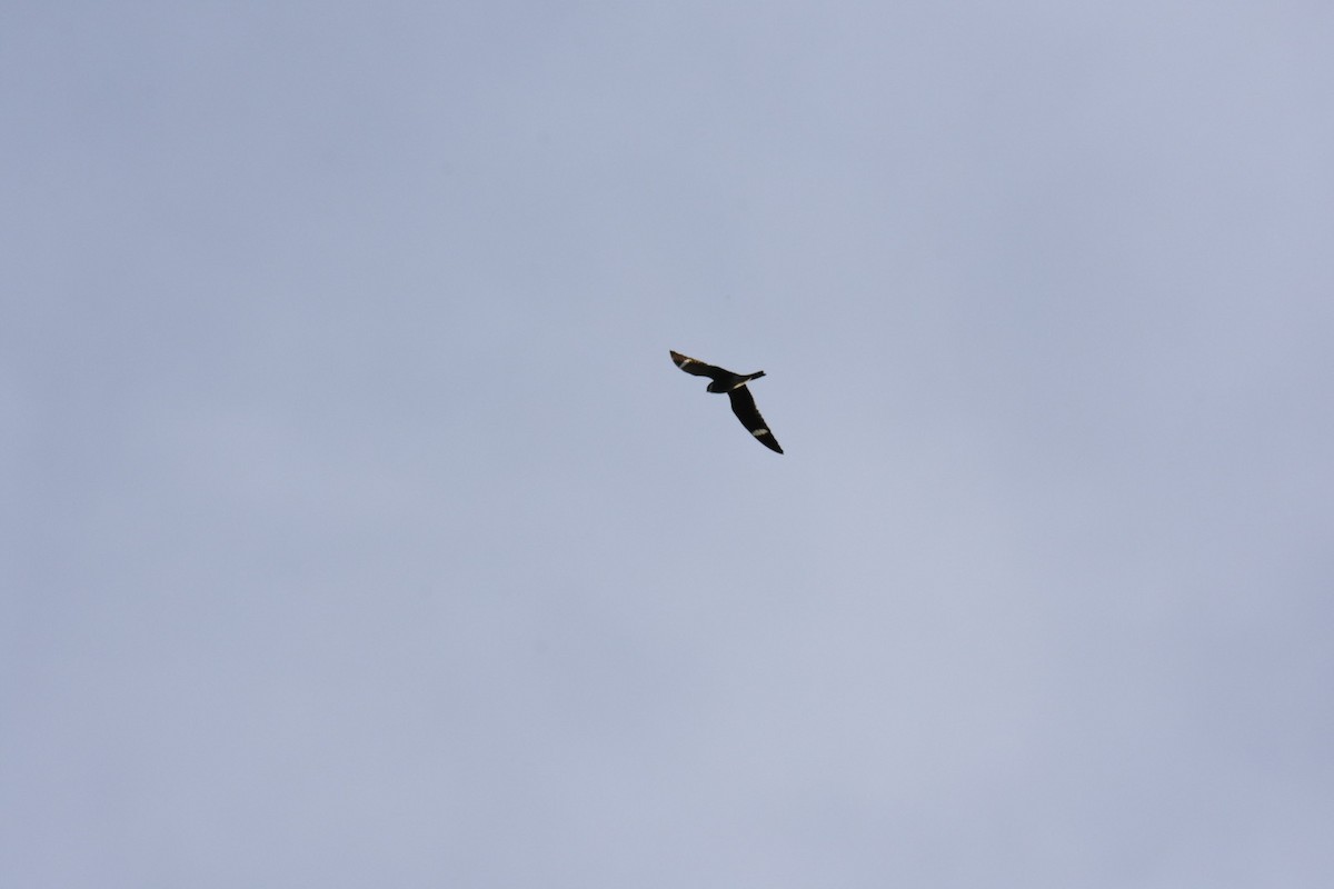 Common Nighthawk - ML451324421