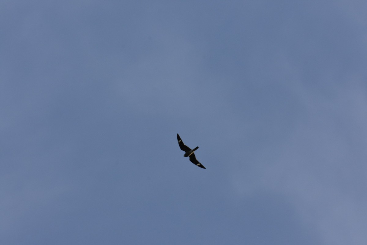 Common Nighthawk - ML451324431