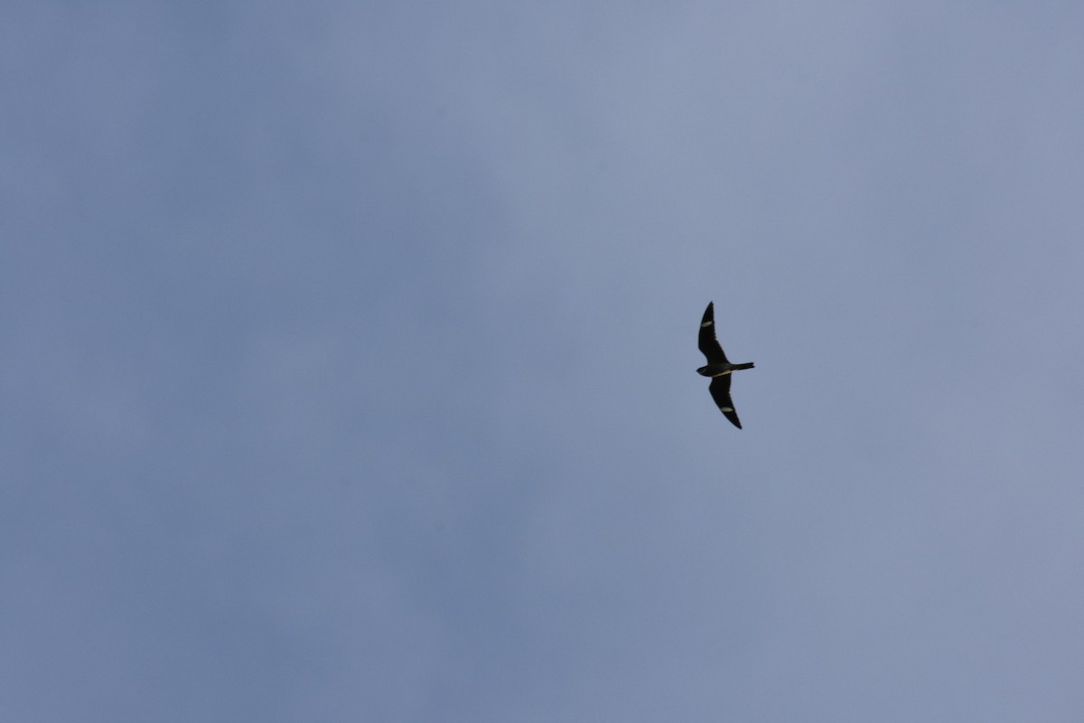 Common Nighthawk - ML451324441